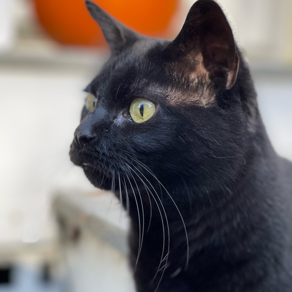 Meet your Posher, Jen - Picture 6 of 14